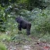 027 Moukalaba 2 DOUSSALA Gorille Femelle sur le Sentier 11E5K2IMG_72632wtmk.jpg.jpg