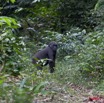 029 Moukalaba 2 DOUSSALA Gorille Femelle sur le Sentier 11E5K2IMG_72639wtmk.jpg.jpg