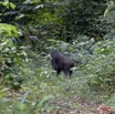 030 Moukalaba 2 DOUSSALA Gorille Femelle sur le Sentier 11E5K2IMG_72644wtmk.jpg.jpg