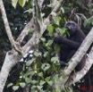 031 Moukalaba 2 DOUSSALA Gorille Jeune dans Arbre Parassollier 11E5K2IMG_72606awtmk.jpg.jpg