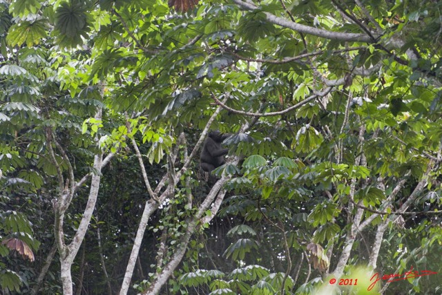 034 Moukalaba 2 DOUSSALA Gorille Jeune dans Arbre Parassollier 11E5K2IMG_72613wtmk.jpg.jpg