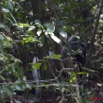 044 Moukalaba 2 DOUSSALA Gorille Male Dominant Dos Argente en Foret 11E5K2IMG_72739wtmk.jpg.jpg