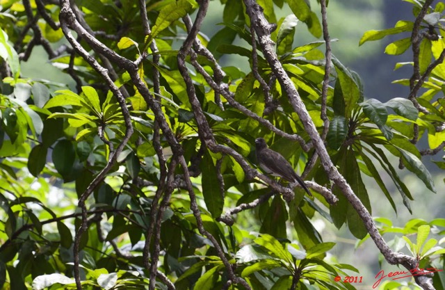 089 PONGARA Foret Oiseau Bubul des Jardins Pycnonotus barbatus 11E5K2IMG_68392wtmk.jpg
