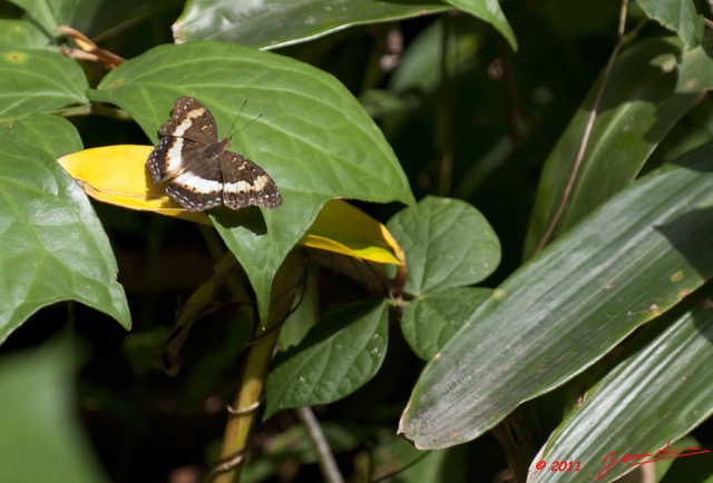 082 PONGARA Lodge Lepidoptere Nymphalidae Precis pelarga 11E5K2IMG_68293wtmk.jpg