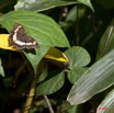 082 PONGARA Lodge Lepidoptere Nymphalidae Precis pelarga 11E5K2IMG_68293wtmk.jpg