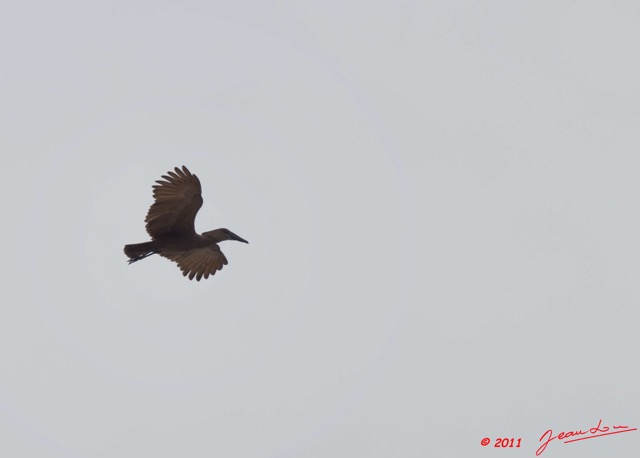 083 PONGARA Lodge Oiseau Ombrette Africaine Scopus umbretta en Vol 11E5K2IMG_68297wtmk.jpg