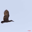084 PONGARA Lodge Oiseau Ombrette Africaine Scopus umbretta en Vol 11E5K2IMG_68298wtmk.jpg