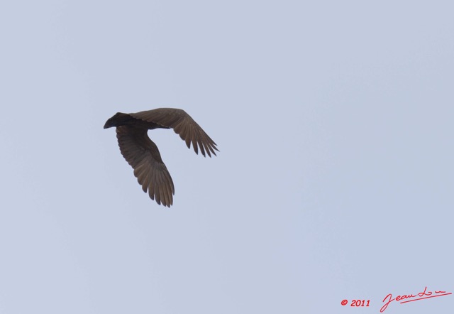 085 PONGARA Lodge Oiseau Ombrette Africaine Scopus umbretta en Vol 11E5K2IMG_68300wtmk.jpg