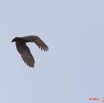 085 PONGARA Lodge Oiseau Ombrette Africaine Scopus umbretta en Vol 11E5K2IMG_68300wtmk.jpg