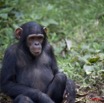 007 LEKEDI 4 Jeunes Chimpanzes 9E5MK2IMG_56123wtmk.jpg