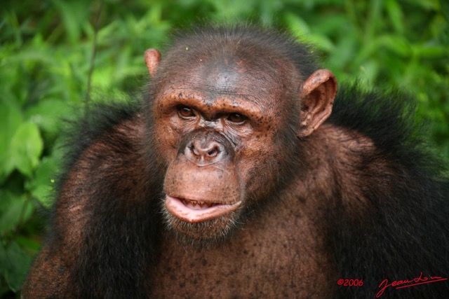 036 LEKEDI Chimpanze IMG_2383WTMK.jpg