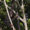 033 LEKEDI 5 Chimpanze Pan troglodytes 11E5K2IMG_67304wtmk.jpg