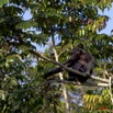 036 LEKEDI 5 Chimpanze Pan troglodytes 11E5K2IMG_67317wtmk.jpg