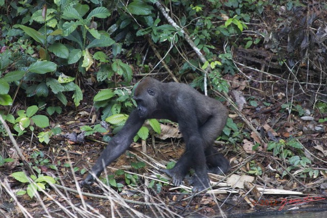 064 LEKEDI 7 Gorille Gorilla gorilla Jeune Male 12E5K3IMG_90394wtmk.jpg