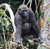 066 LEKEDI 7 Gorille Gorilla gorilla Jeune Male 12E5K3IMG_90399wtmk.jpg