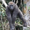 067 LEKEDI 7 Gorille Gorilla gorilla Jeune Male 12E5K3IMG_90402wtmk.jpg