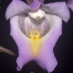 018 Plateaux Bateke 6 Fleur Orchidee 9E50DIMG_31941wtmk.jpg