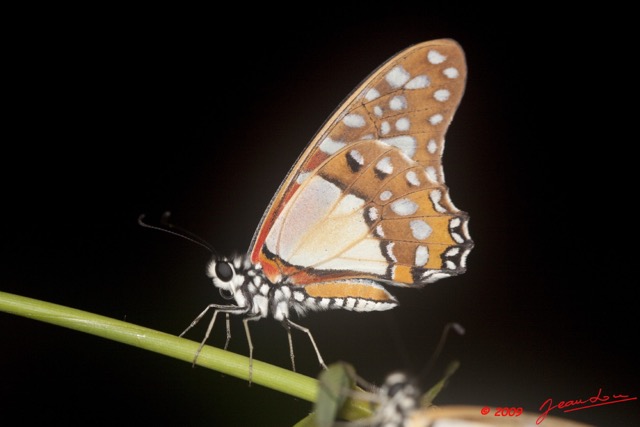 037 Plateaux Bateke 6 Insecte Lepidoptere Graphium Angolanus 9E50DIMG_32014wtmk.jpg