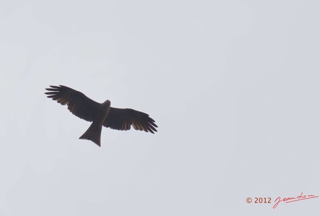 007 SPB 8 Oiseau Rapace Milan Noir Milvus migrans 12E5K2IMG_76342wtmk.jpg