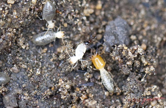 013 SPB 8 Termites Combat Contre les Fourmis 12E5K2IMG_76402wtmk.jpg