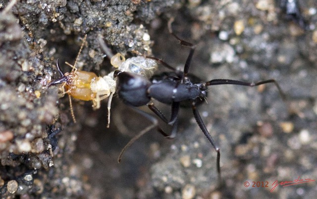 015 SPB 8 Termites Combat Contre les Fourmis 12E5K2IMG_76406wtmk.jpg