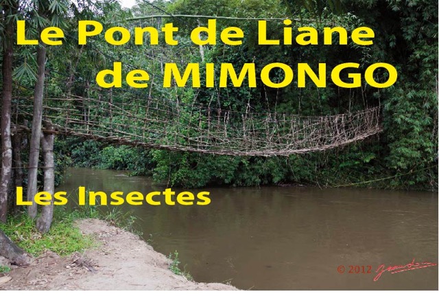 049 Titre Photos Pont Liane Mimongo les Insectes-01.jpg