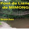 049 Titre Photos Pont Liane Mimongo les Insectes-01.jpg