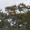 058 MIMONGO Arbre Bignoniacea Tulipier du Gabon Spathodea campanulata dans le Chaillu 12E5K2IMG_74583wtmk.jpg