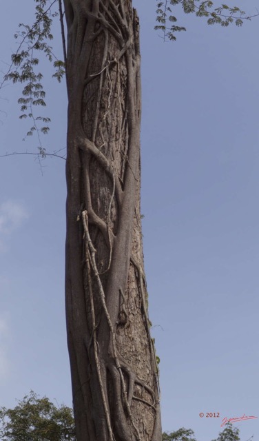 064 MIMONGO Arbre et Moracea Ficus Etrangleur dans le Chaillu 12E5K2IMG_74631awtmk.jpg
