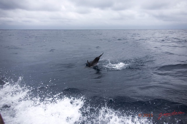 007 BALEINES 2 Cetacea Dauphin 15E5K3IMG_108363wtmk.jpg