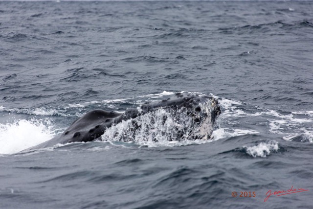 008 BALEINES 2 Cetacea Baleine a Bosse Megaptera novaeangliae Tete 15E5K3IMG_108390wtmk.jpg