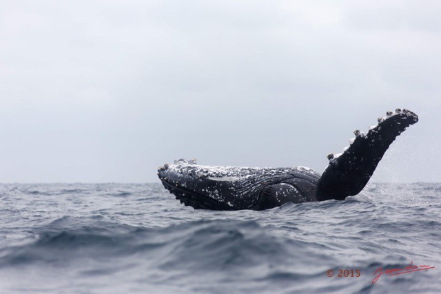014 BALEINES 2 Cetacea Baleine a Bosse Megaptera novaeangliae Retournement 15E5K3IMG_108330wtmk.jpg