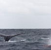 017 BALEINES 2 Cetacea Baleine a Bosse Megaptera novaeangliae Nageoire Caudale et Souffle 15E5K3IMG_108452wtmk.jpg