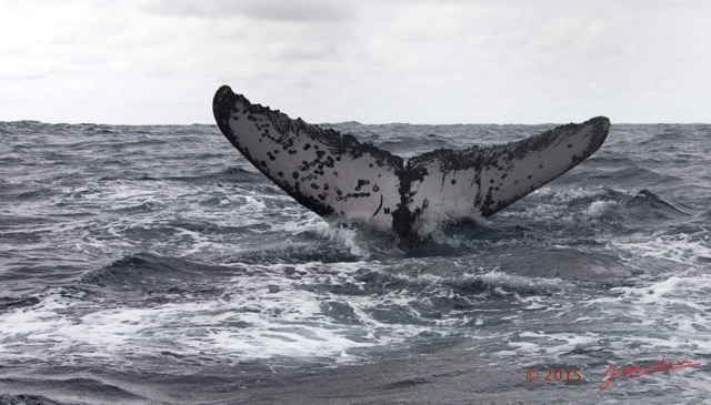 018 BALEINES 2 Cetacea Baleine a Bosse Megaptera novaeangliae Nageoire Caudale 15E5K3IMG_108487wtmk.jpg