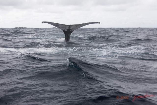 019 BALEINES 2 Cetacea Baleine a Bosse Megaptera novaeangliae Nageoire Caudale 15E5K3IMG_108485wtmk.jpg