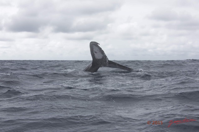 022 BALEINES 2 Cetacea Baleine a Bosse Megaptera novaeangliae Nageoire Caudale 15E5K3IMG_108470wtmk.jpg