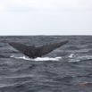 023 BALEINES 2 Cetacea Baleine a Bosse Megaptera novaeangliae Nageoire Caudale 15E5K3IMG_108445wtmk.jpg