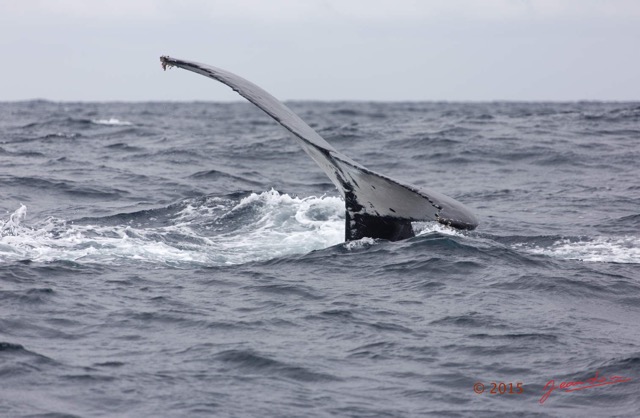 024 BALEINES 2 Cetacea Baleine a Bosse Megaptera novaeangliae Nageoire Caudale 15E5K3IMG_108426wtmk.jpg