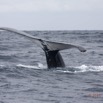025 BALEINES 2 Cetacea Baleine a Bosse Megaptera novaeangliae Nageoire Caudale 15E5K3IMG_108422wtmk.jpg