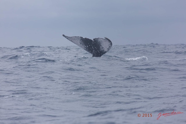 029 BALEINES 2 Cetacea Baleine a Bosse Megaptera novaeangliae Nageoire Caudale 15E5K3IMG_108303wtmk.jpg