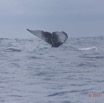 029 BALEINES 2 Cetacea Baleine a Bosse Megaptera novaeangliae Nageoire Caudale 15E5K3IMG_108303wtmk.jpg