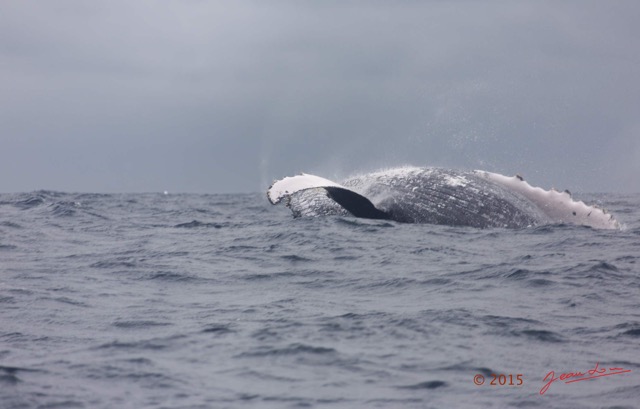 030 BALEINES 2 Cetacea Baleine a Bosse Megaptera novaeangliae Fin de Saut 15E5K3IMG_108298wtmk.jpg