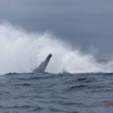 031 BALEINES 2 Cetacea Baleine a Bosse Megaptera novaeangliae Fin de Saut 15E5K3IMG_108294wtmk.jpg