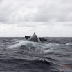 032 BALEINES 2 Cetacea Baleine a Bosse Megaptera novaeangliae et Nageoire Caudale 15E5K3IMG_108481wtmk.jpg