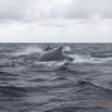034 BALEINES 2 Cetacea Baleine a Bosse Megaptera novaeangliae 15E5K3IMG_108479wtmk.jpg