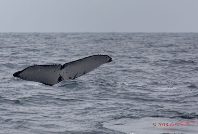 007 Baleines de Libreville la Queue Plongeante 13E5K3IMG_93322wtmk.jpg