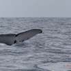007 Baleines de Libreville la Queue Plongeante 13E5K3IMG_93322wtmk.jpg