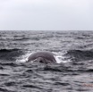 008 Baleines de Libreville le Dos 13E5K3IMG_93334wtmk.jpg