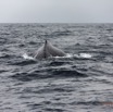009 Baleines de Libreville le Dos 13E5K3IMG_93336wtmk.jpg