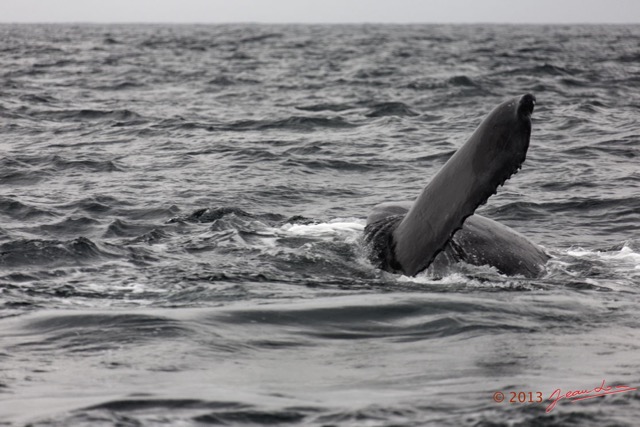 011 Baleines de Libreville Queue Plongeante 13E5K3IMG_93347wtmk.jpg